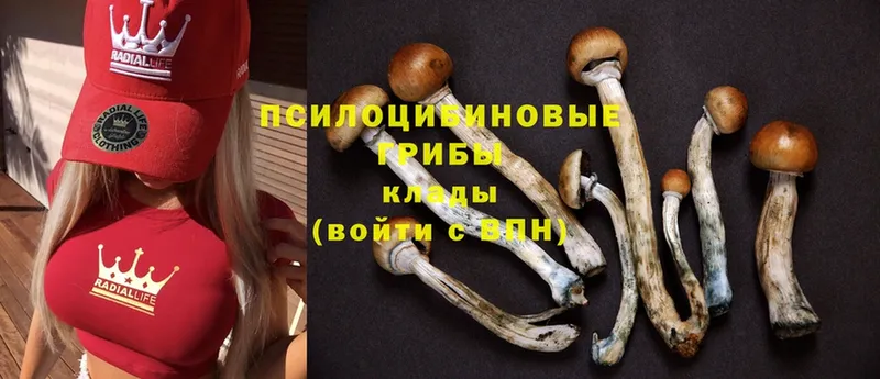 Псилоцибиновые грибы MAGIC MUSHROOMS  Обнинск 